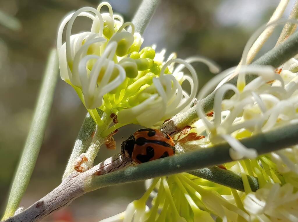 Transverse Ladybird (Coccinella transversalis) on a Needlewood (Hakea leucoptera), Alice Springs NT