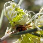 Transverse Ladybird (Coccinella transversalis) on a Needlewood (Hakea leucoptera), Alice Springs NT