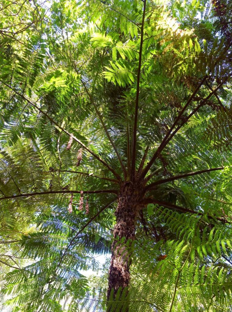 Rough Tree Fern (Cyathea australis), Stony Range Regional Botanic Garden, Northern Beaches NSW