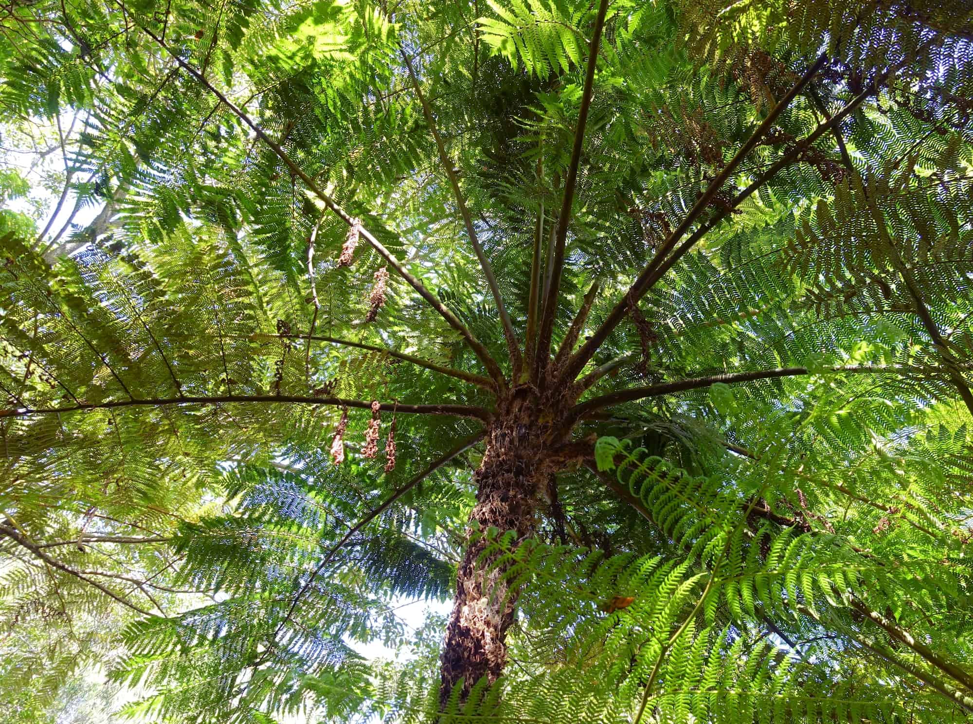 Rough Tree Fern (Cyathea australis), Stony Range Regional Botanic Garden, Northern Beaches NSW