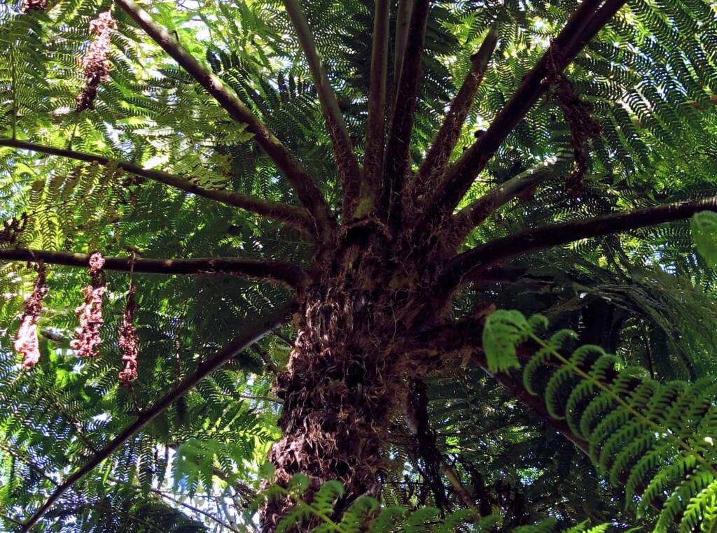 Rough Tree Fern (Cyathea australis), Stony Range Regional Botanic Garden, Northern Beaches NSW