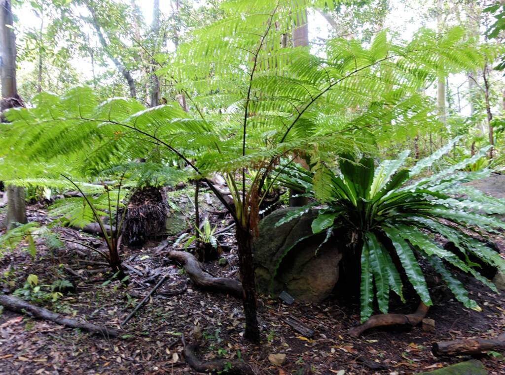 Rough Tree Fern (Cyathea australis), Stony Range Regional Botanic Garden, Northern Beaches NSW