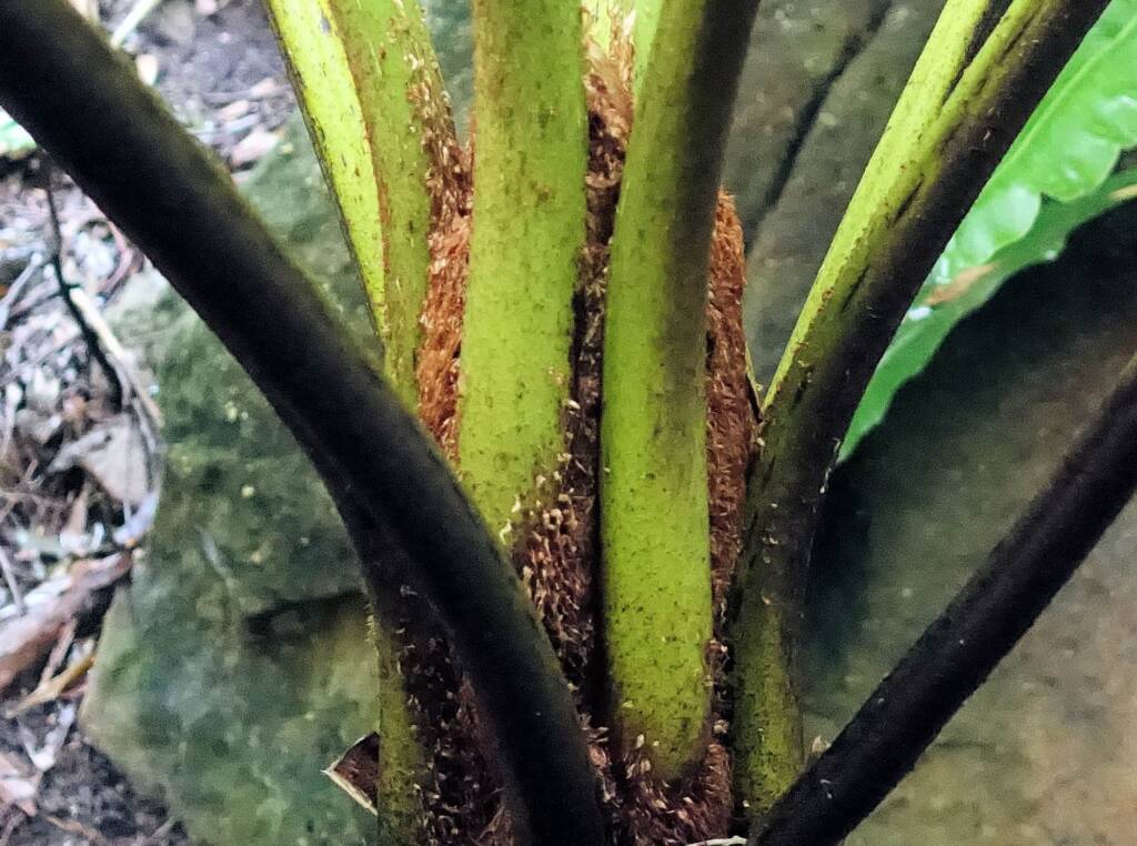 Rough Tree Fern (Cyathea australis), Stony Range Regional Botanic Garden, Northern Beaches NSW