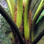 Rough Tree Fern (Cyathea australis), Stony Range Regional Botanic Garden, Northern Beaches NSW