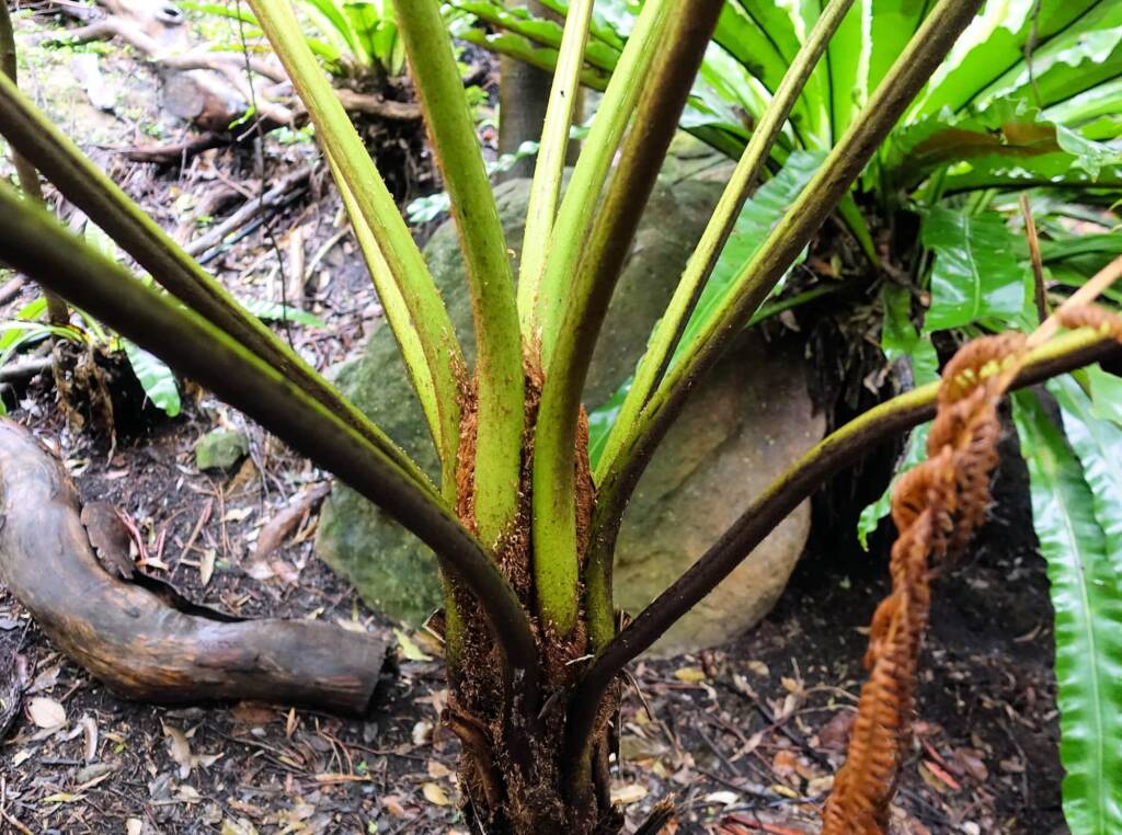Rough Tree Fern (Cyathea australis), Stony Range Regional Botanic Garden, Northern Beaches NSW