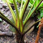 Rough Tree Fern (Cyathea australis), Stony Range Regional Botanic Garden, Northern Beaches NSW