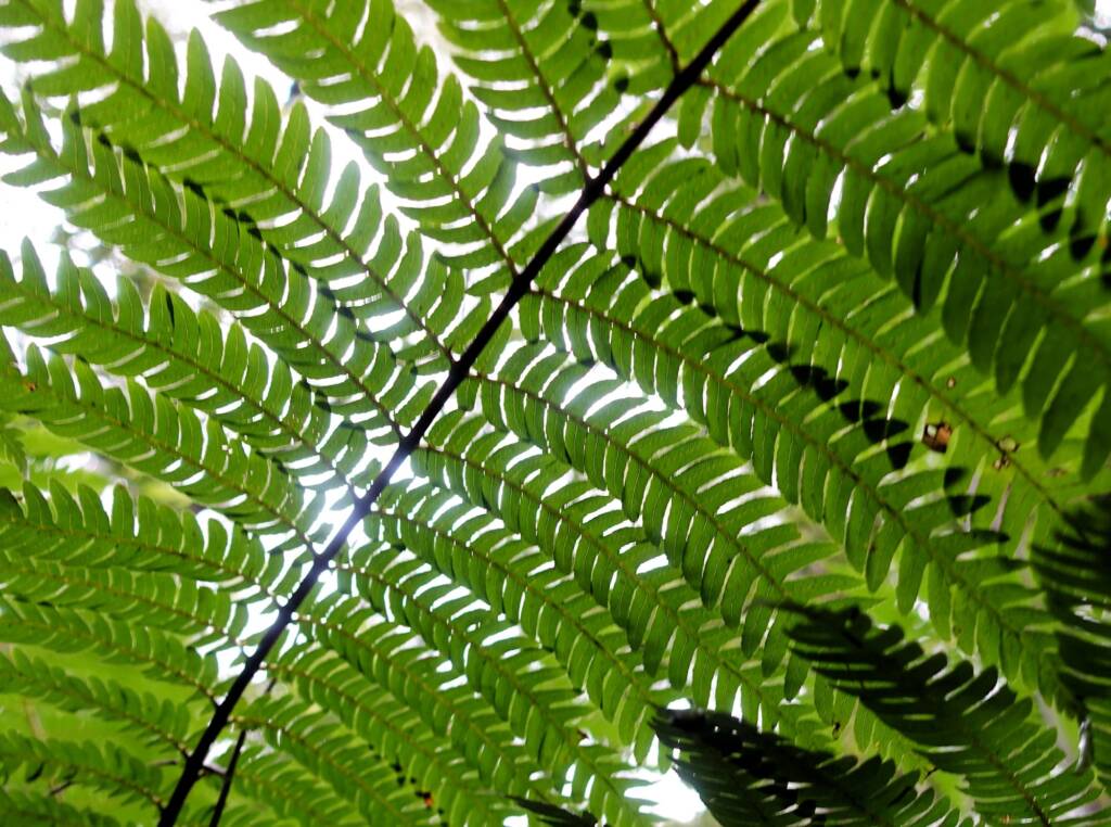 Rough Tree Fern (Cyathea australis), Stony Range Regional Botanic Garden, Northern Beaches NSW