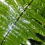 Rough Tree Fern (Cyathea australis), Stony Range Regional Botanic Garden, Northern Beaches NSW