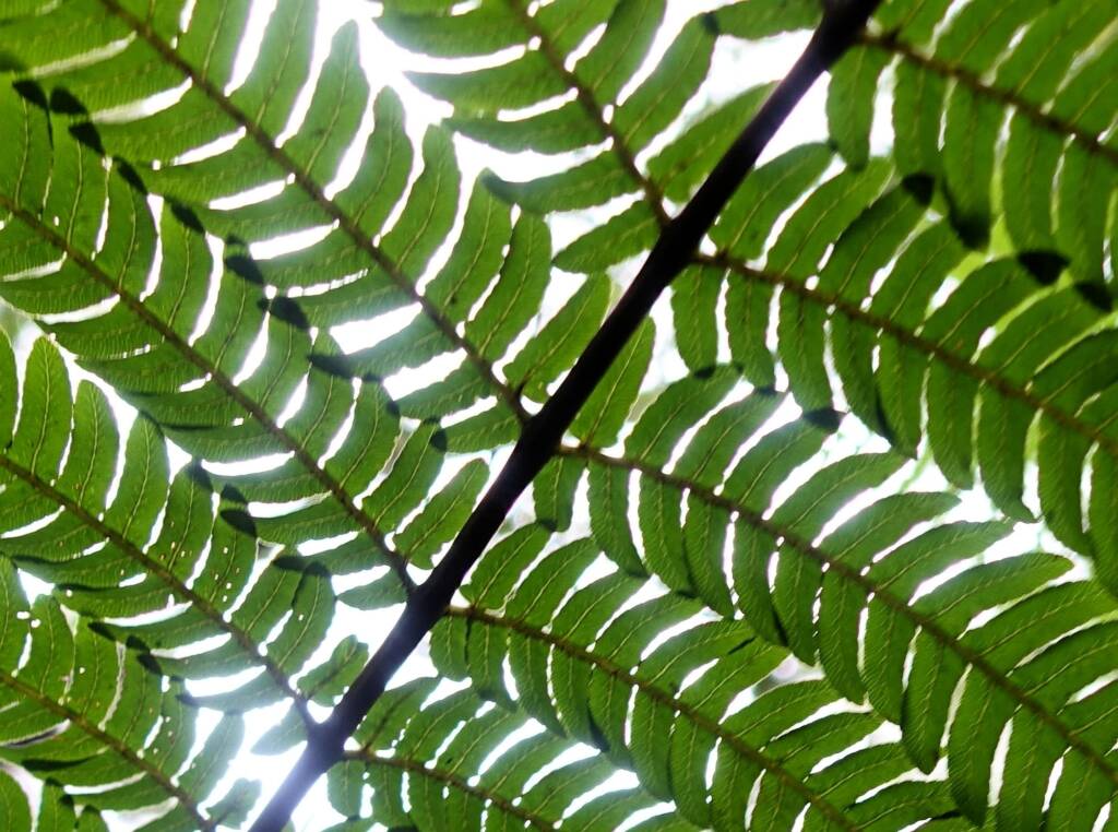 Rough Tree Fern (Cyathea australis), Stony Range Regional Botanic Garden, Northern Beaches NSW
