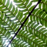 Rough Tree Fern (Cyathea australis), Stony Range Regional Botanic Garden, Northern Beaches NSW