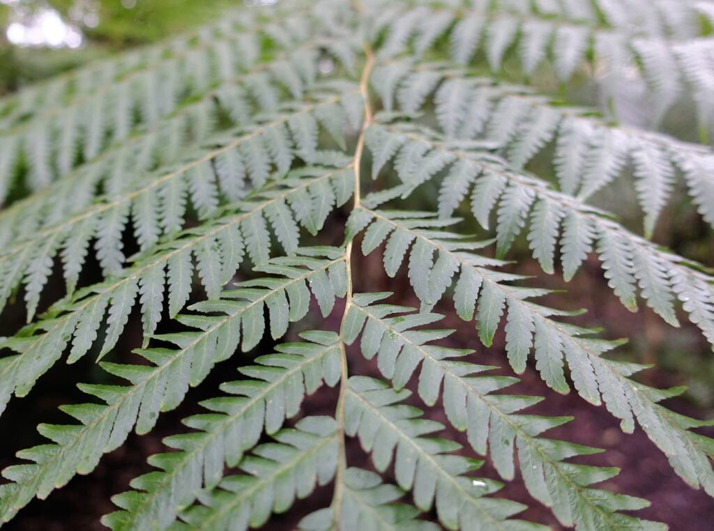 Rough Tree Fern (Cyathea australis), Stony Range Regional Botanic Garden, Northern Beaches NSW