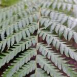 Rough Tree Fern (Cyathea australis), Stony Range Regional Botanic Garden, Northern Beaches NSW