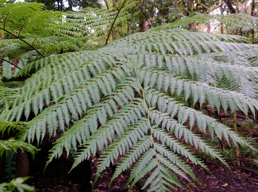 Rough Tree Fern (Cyathea australis), Stony Range Regional Botanic Garden, Northern Beaches NSW