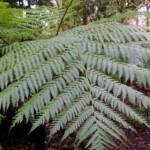 Rough Tree Fern (Cyathea australis), Stony Range Regional Botanic Garden, Northern Beaches NSW