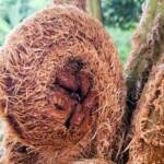 Coin Spot Tree Fern (Cyathea cooperi), Dee Why, Northern Beaches NSW