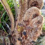 Coin Spot Tree Fern (Cyathea cooperi), Dee Why, Northern Beaches NSW