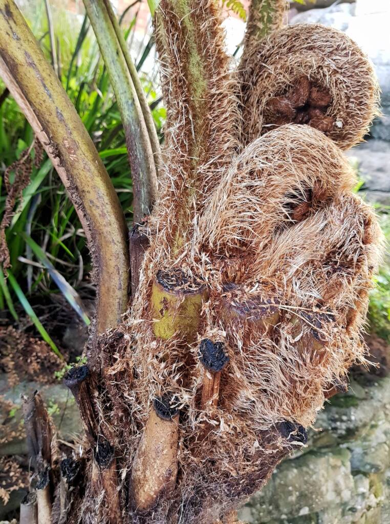 Coin Spot Tree Fern (Cyathea cooperi), Dee Why, Northern Beaches NSW