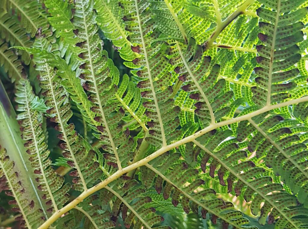 Coin Spot Tree Fern (Cyathea cooperi), Dee Why, Northern Beaches NSW