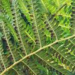 Coin Spot Tree Fern (Cyathea cooperi), Dee Why, Northern Beaches NSW