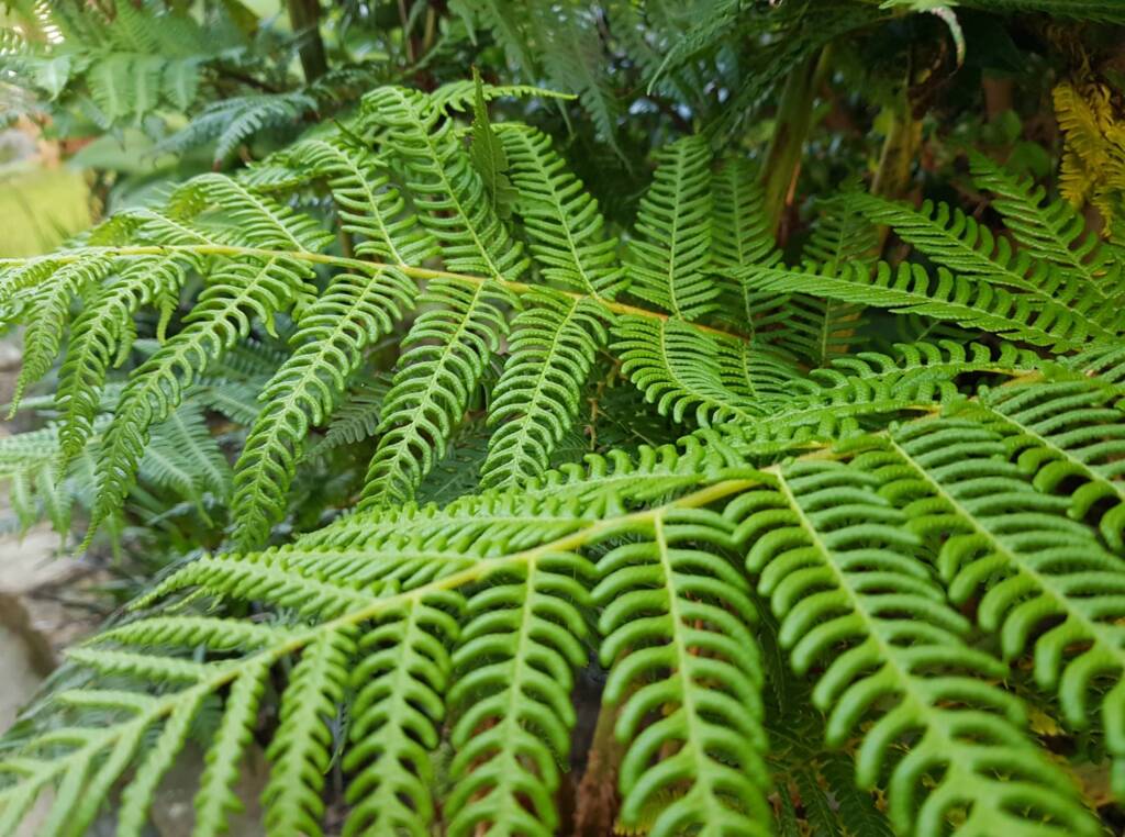 Coin Spot Tree Fern (Cyathea cooperi), Dee Why, Northern Beaches NSW