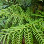 Coin Spot Tree Fern (Cyathea cooperi), Dee Why, Northern Beaches NSW