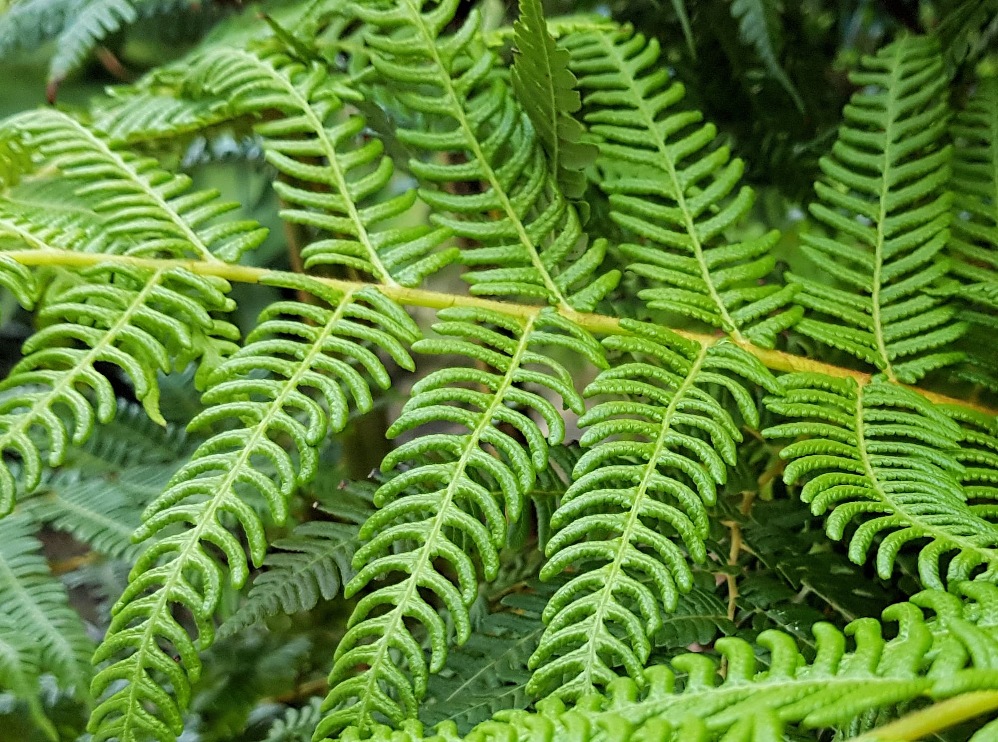 Coin Spot Tree Fern (Cyathea cooperi), Dee Why, Northern Beaches NSW