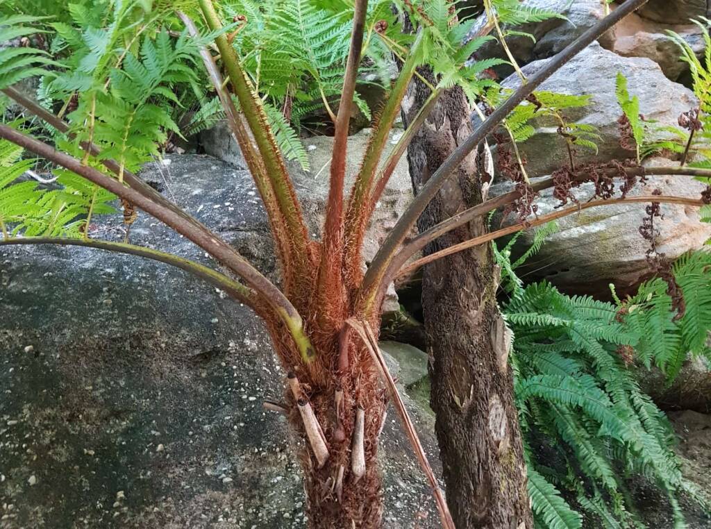 Coin Spot Tree Fern (Cyathea cooperi), Dee Why, Northern Beaches NSW