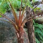 Coin Spot Tree Fern (Cyathea cooperi), Dee Why, Northern Beaches NSW