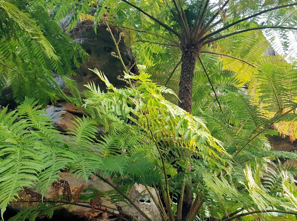 Coin Spot Tree Fern (Cyathea cooperi), Dee Why, Northern Beaches NSW