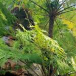 Coin Spot Tree Fern (Cyathea cooperi), Dee Why, Northern Beaches NSW