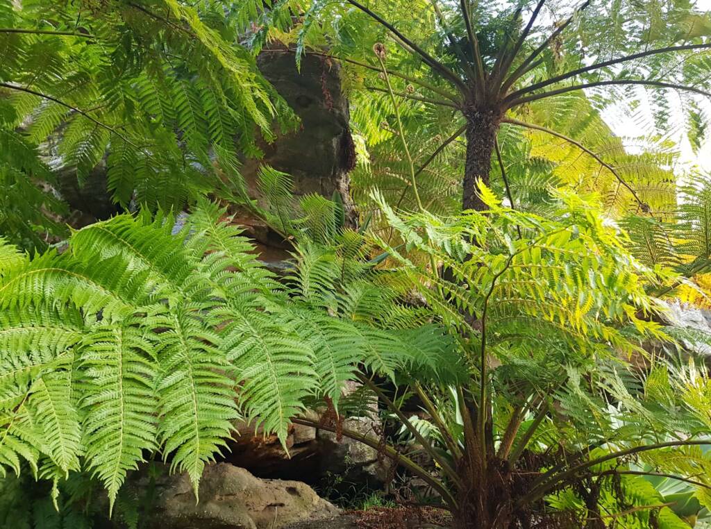 Coin Spot Tree Fern (Cyathea cooperi), Dee Why, Northern Beaches NSW