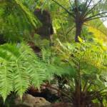 Coin Spot Tree Fern (Cyathea cooperi), Dee Why, Northern Beaches NSW