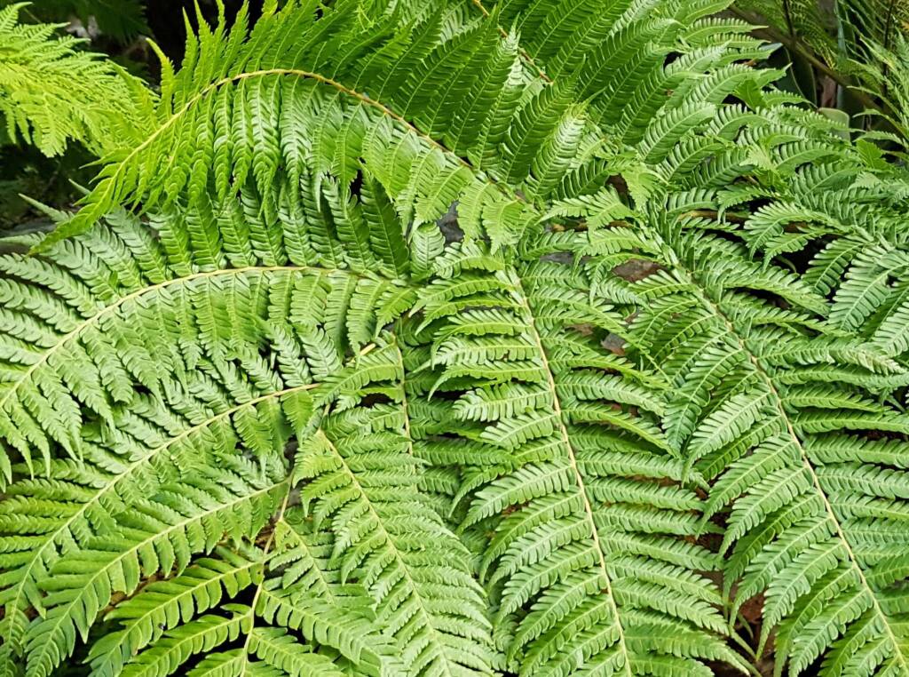 Coin Spot Tree Fern (Cyathea cooperi), Dee Why, Northern Beaches NSW