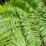 Coin Spot Tree Fern (Cyathea cooperi), Dee Why, Northern Beaches NSW