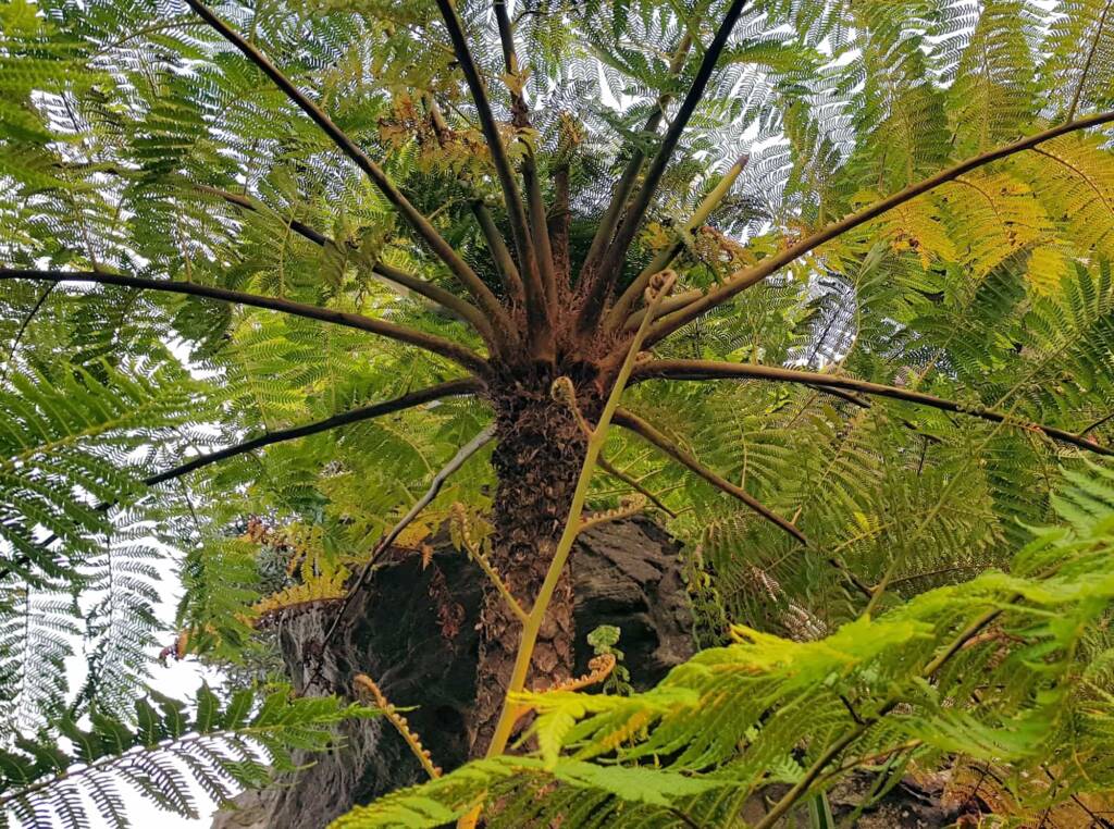 Coin Spot Tree Fern (Cyathea cooperi), Dee Why, Northern Beaches NSW