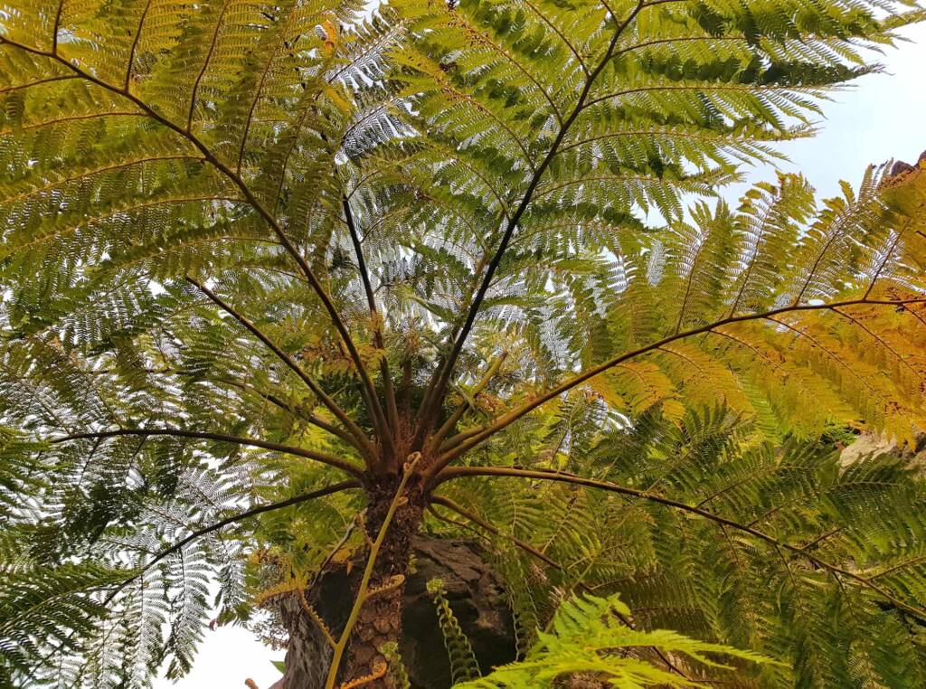 Coin Spot Tree Fern (Cyathea cooperi), Dee Why, Northern Beaches NSW