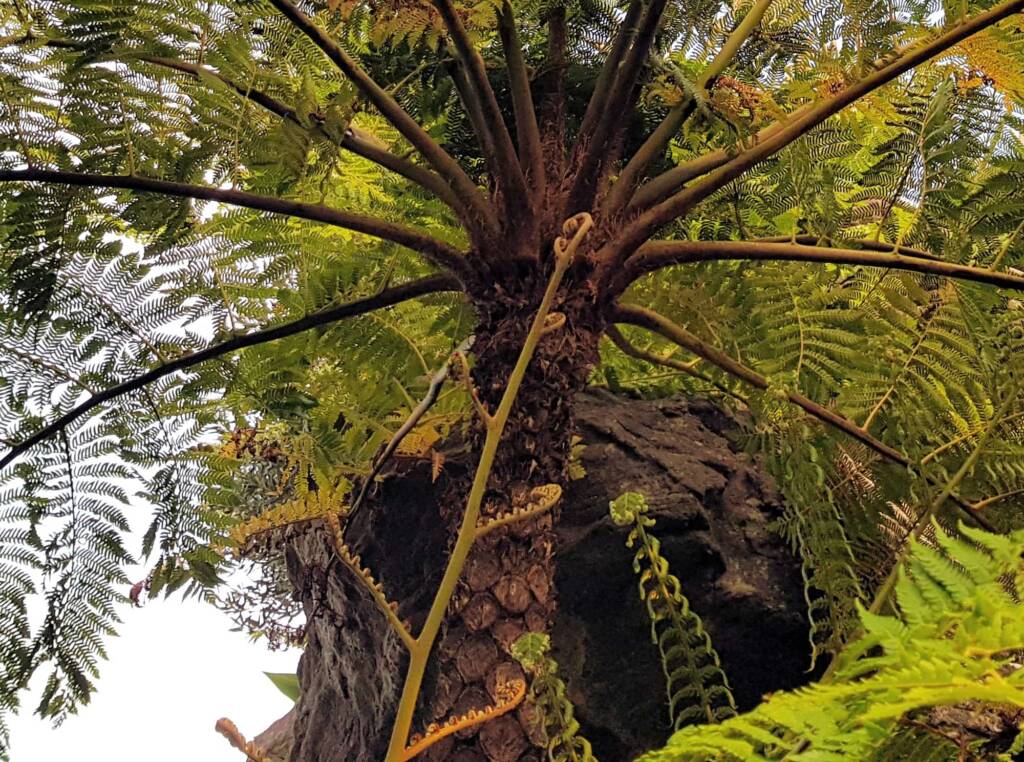 Coin Spot Tree Fern (Cyathea cooperi), Dee Why, Northern Beaches NSW