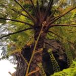 Coin Spot Tree Fern (Cyathea cooperi), Dee Why, Northern Beaches NSW