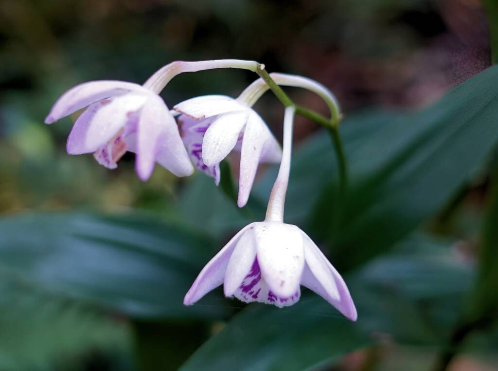 Pink Rock Orchid (Dendrobium kingianum), Stony Range Regional Botanic Garden, Dee Why NSW