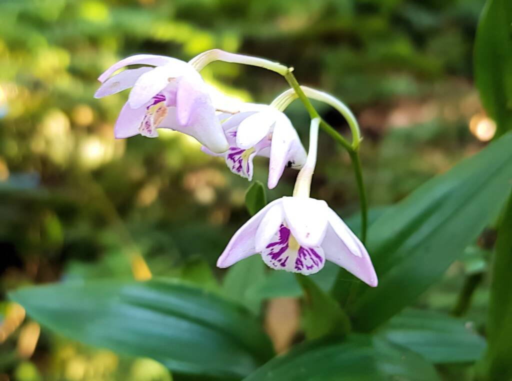 Pink Rock Orchid (Dendrobium kingianum), Stony Range Regional Botanic Garden, Dee Why NSW