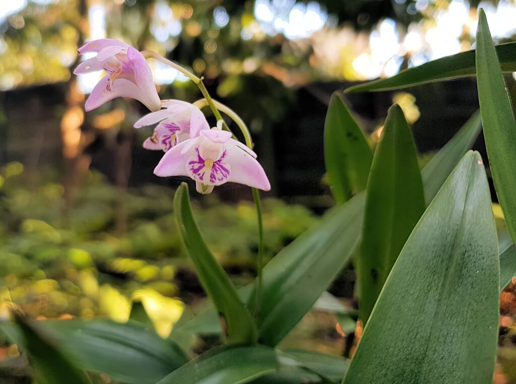 Pink Rock Orchid (Dendrobium kingianum), Stony Range Regional Botanic Garden, Dee Why NSW