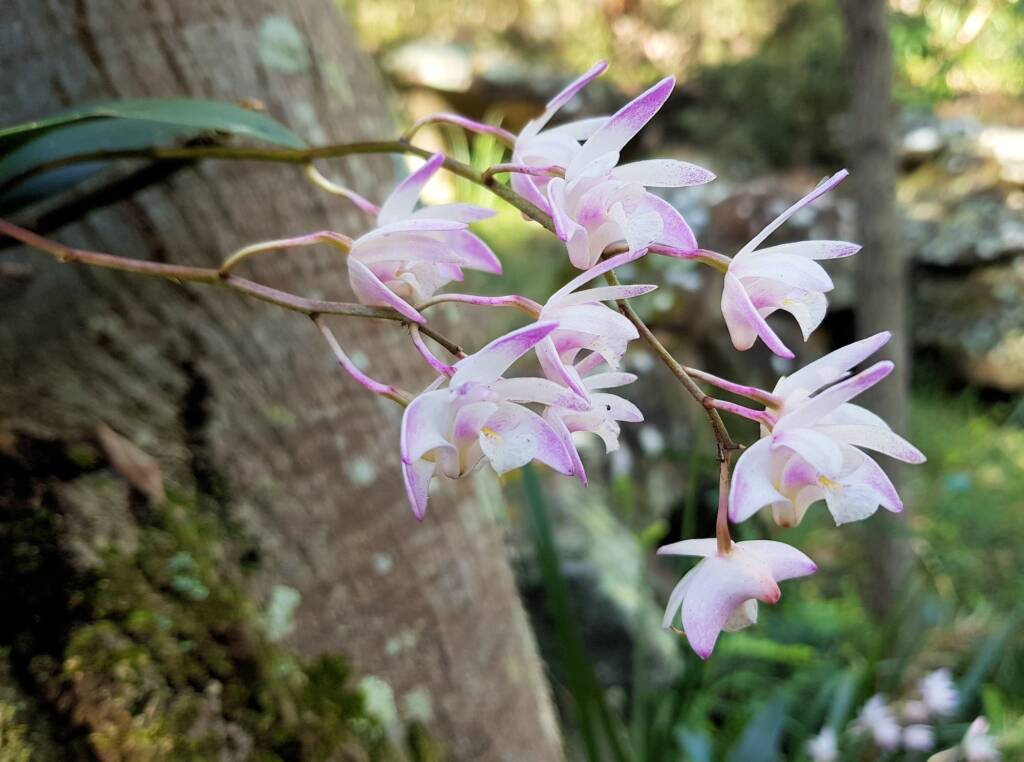 Pink Rock Orchid (Dendrobium kingianum), Stony Range Regional Botanic Garden, Dee Why NSW