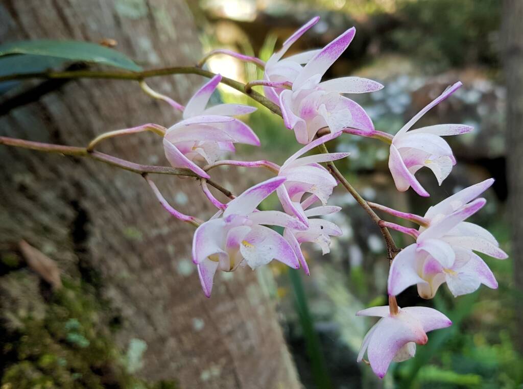 Pink Rock Orchid (Dendrobium kingianum), Stony Range Regional Botanic Garden, Dee Why NSW