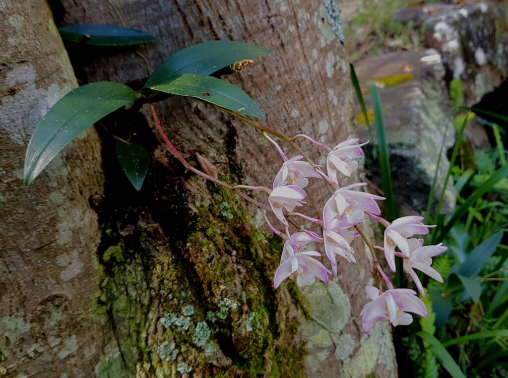 Pink Rock Orchid (Dendrobium kingianum), Stony Range Regional Botanic Garden, Dee Why NSW