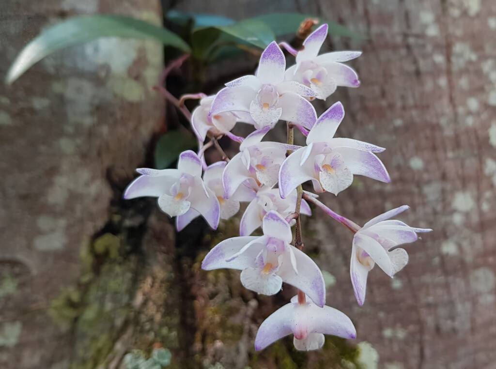 Pink Rock Orchid (Dendrobium kingianum), Stony Range Regional Botanic Garden, Dee Why NSW