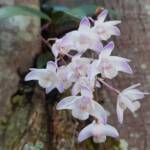 Pink Rock Orchid (Dendrobium kingianum), Stony Range Regional Botanic Garden, Dee Why NSW