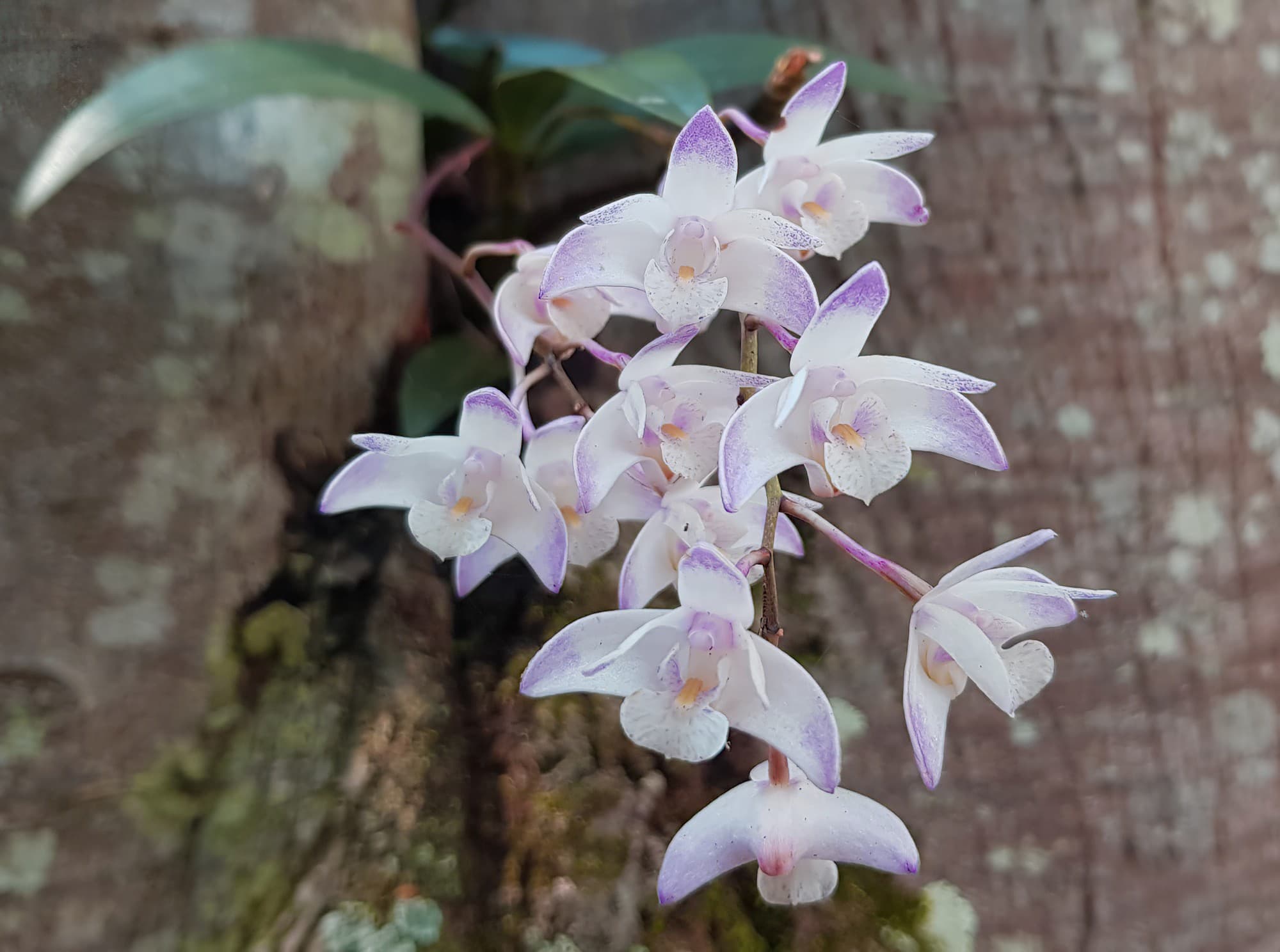 Pink Rock Orchid (Dendrobium kingianum), Stony Range Regional Botanic Garden, Dee Why NSW