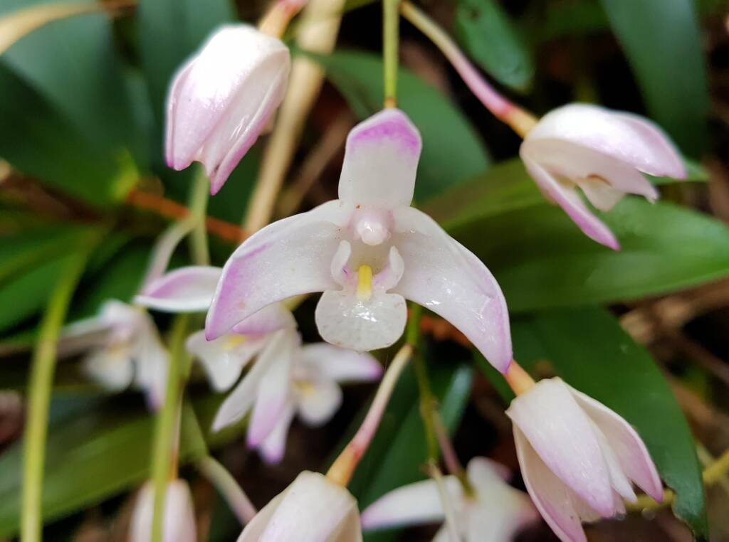 Pink Rock Orchid (Dendrobium kingianum), Stony Range Regional Botanic Garden, Dee Why NSW