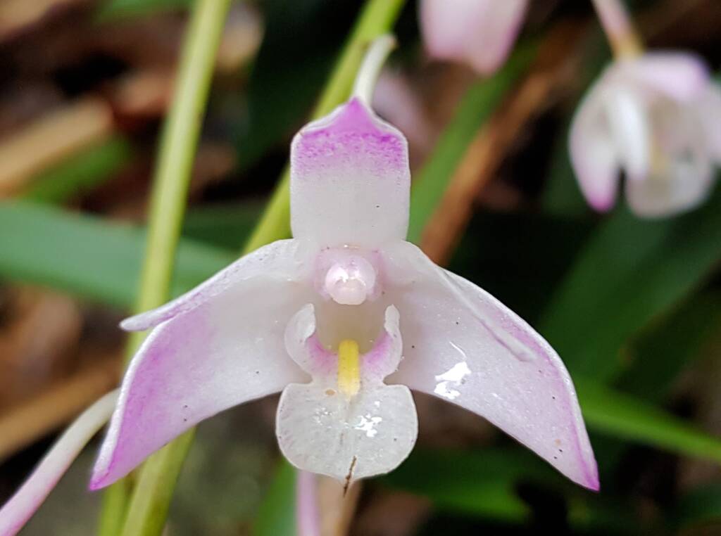 Pink Rock Orchid (Dendrobium kingianum), Stony Range Regional Botanic Garden, Dee Why NSW