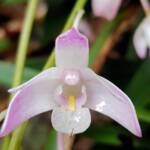 Pink Rock Orchid (Dendrobium kingianum), Stony Range Regional Botanic Garden, Dee Why NSW